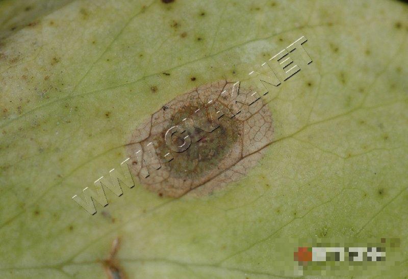 豌豆细菌性叶斑病