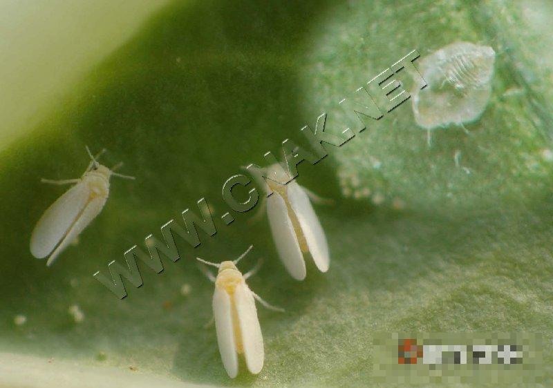 烟粉虱