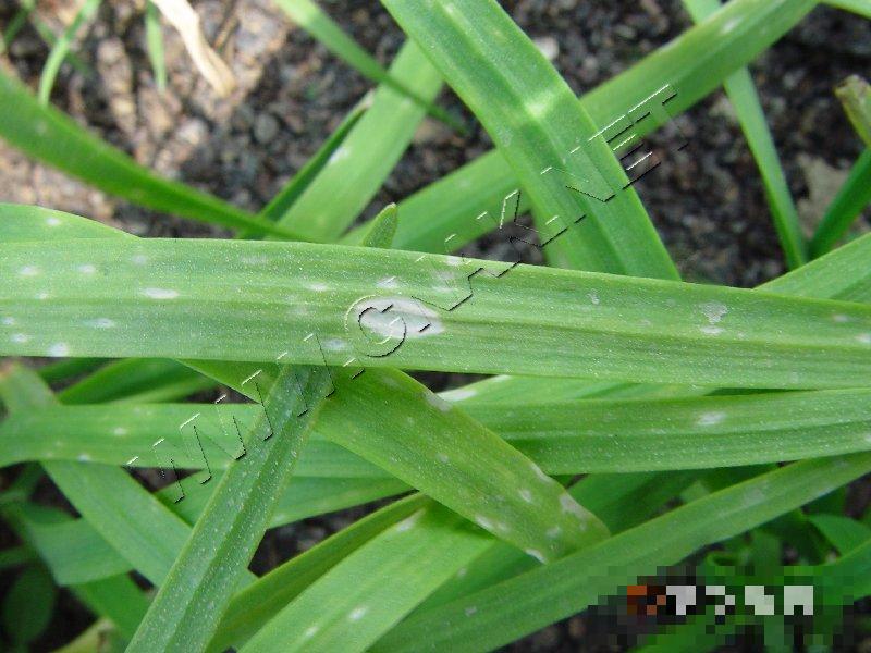 韭菜灰霉病