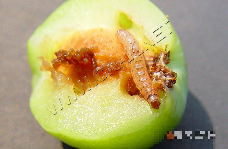 李小食心虫