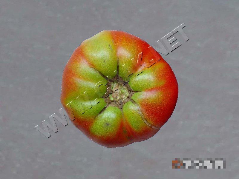 番茄茶色果和绿背果