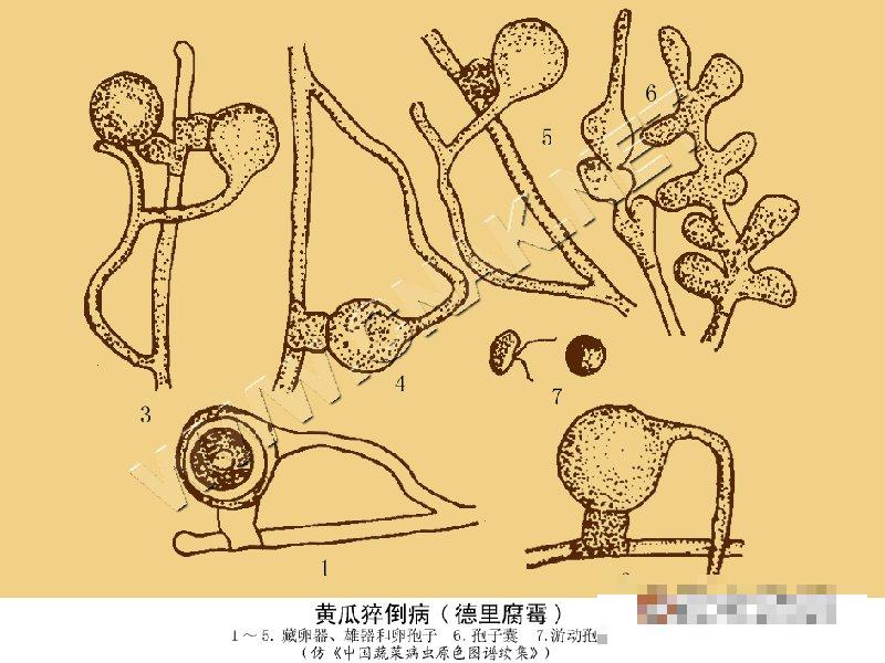 黄瓜猝倒病