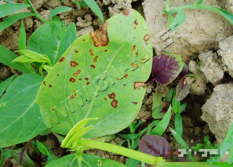 豇豆斑枯病