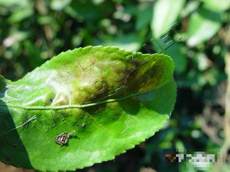 茶网饼病