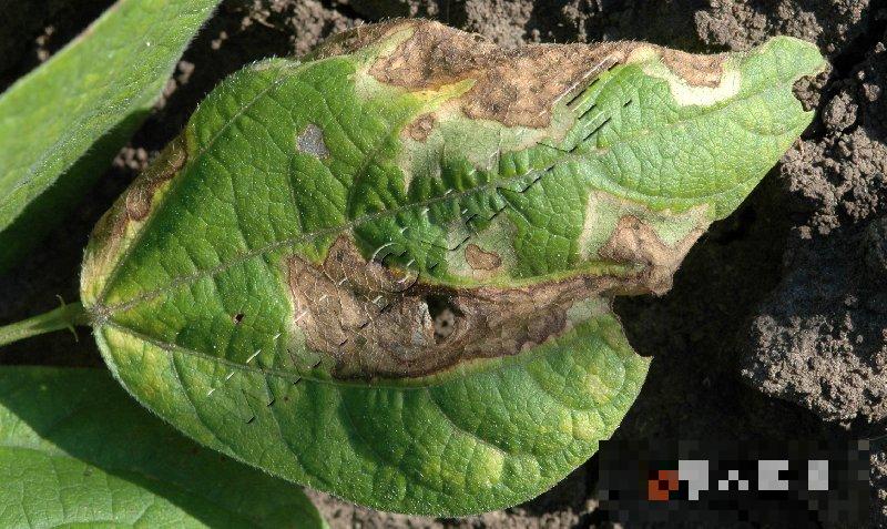 菜豆细菌性叶斑病
