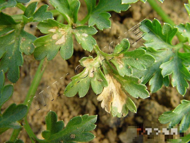 香芹叶斑病