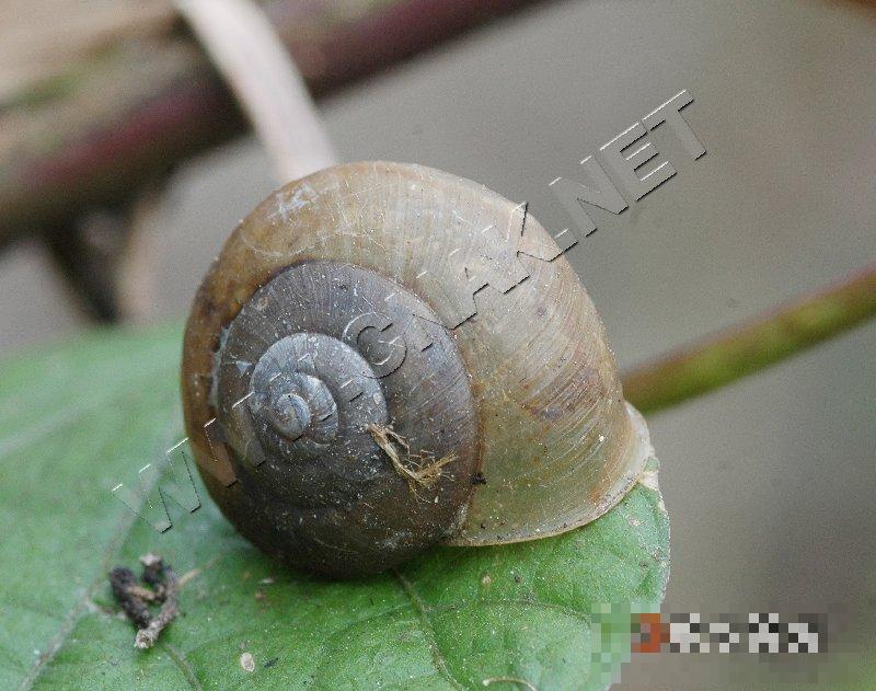 灰巴蜗牛