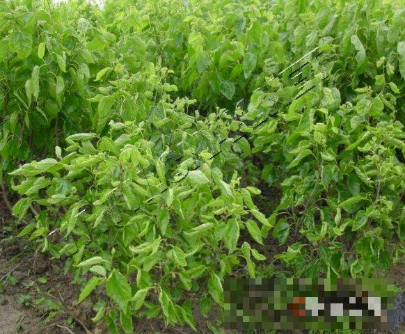 桑花叶型萎缩病
