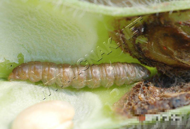 大豆食心虫