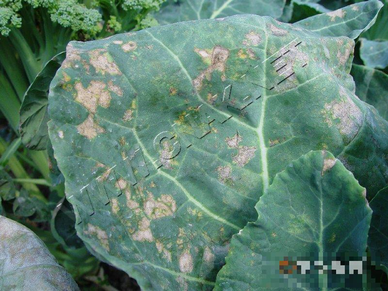 青花菜霜霉病
