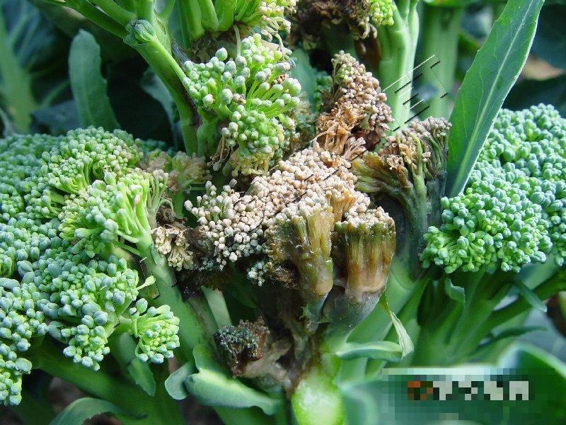 青花菜软腐病