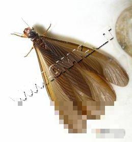 黑翅土白蚁