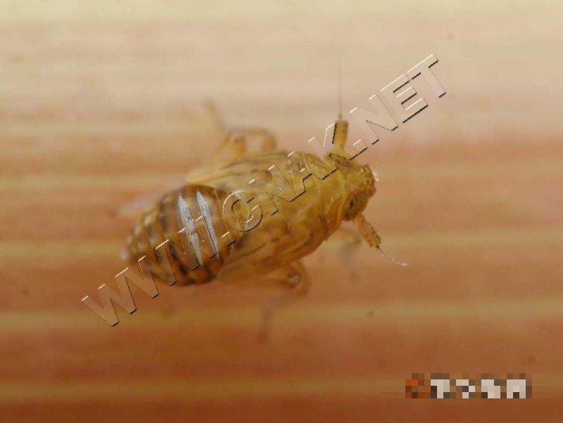 白背飞虱