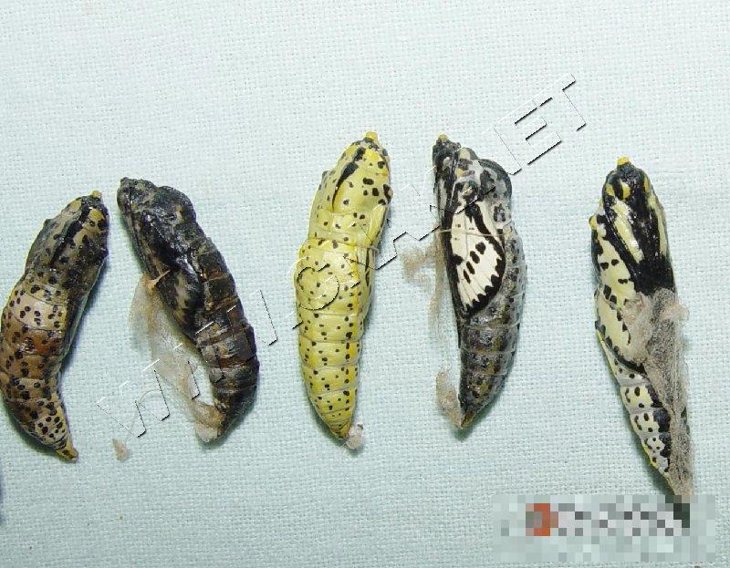 山楂绢粉蝶