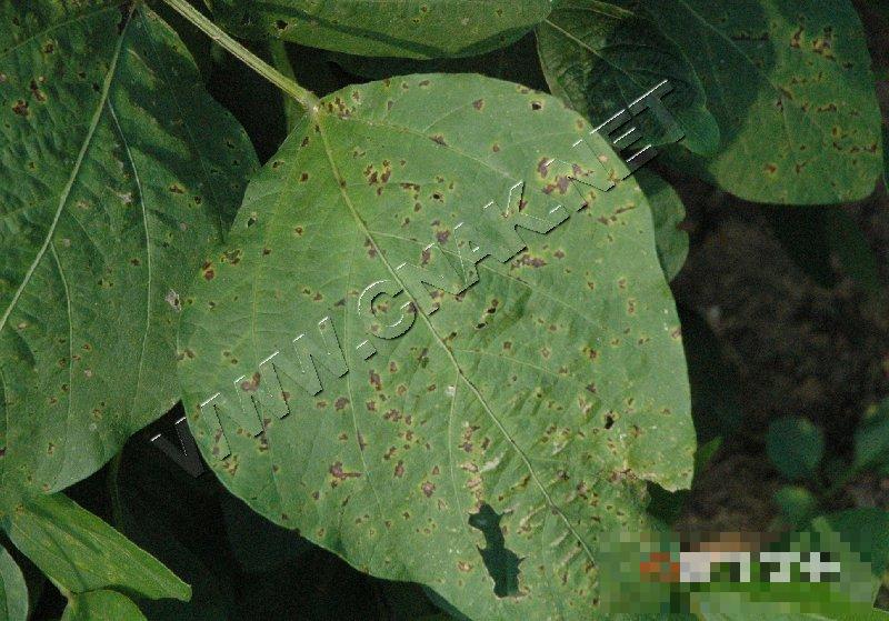 大豆细菌性斑疹病
