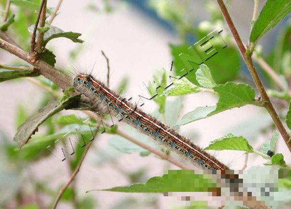 黄褐天幕毛虫