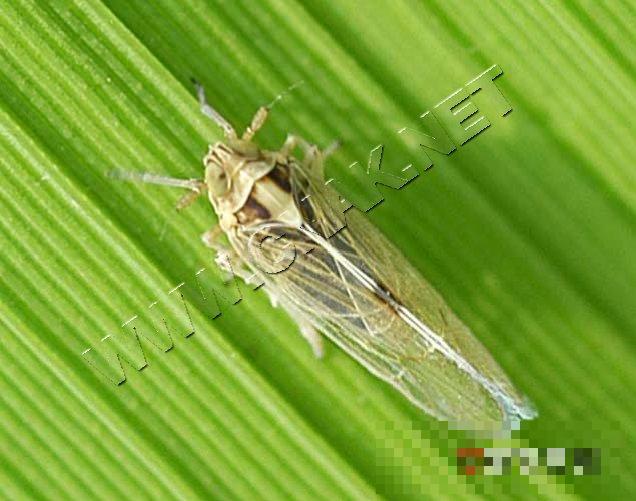 白背飞虱