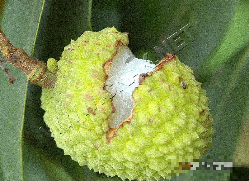 荔枝裂果