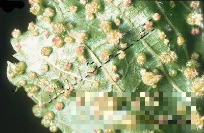 葡萄根瘤蚜