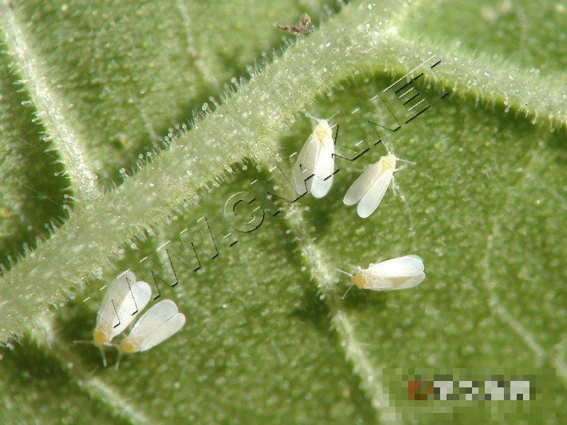 温室白粉虱