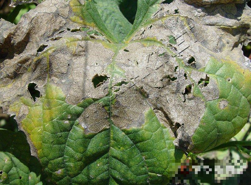 丝瓜蔓枯病