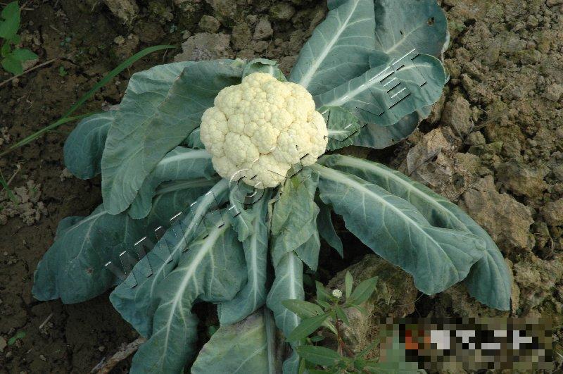 花椰菜黑根病