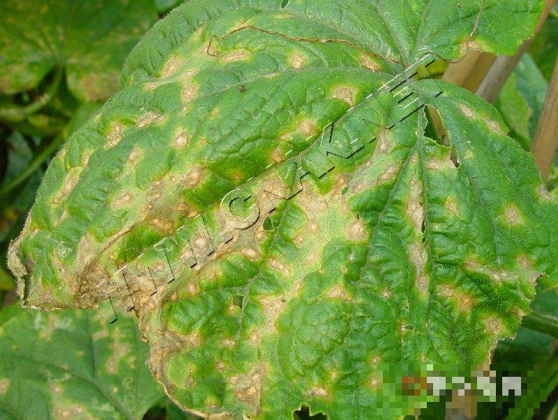 黄瓜靶斑病