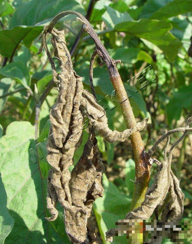 茄子细菌性褐斑病