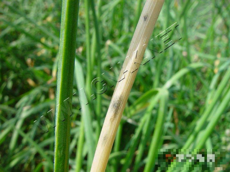 韭菜茎枯病