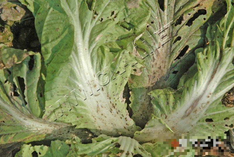 大白菜细菌性角斑病