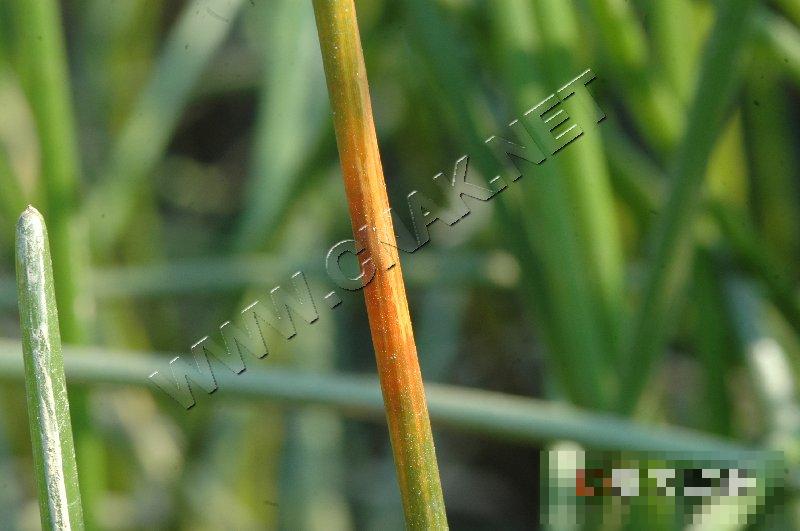 荸荠杆枯病