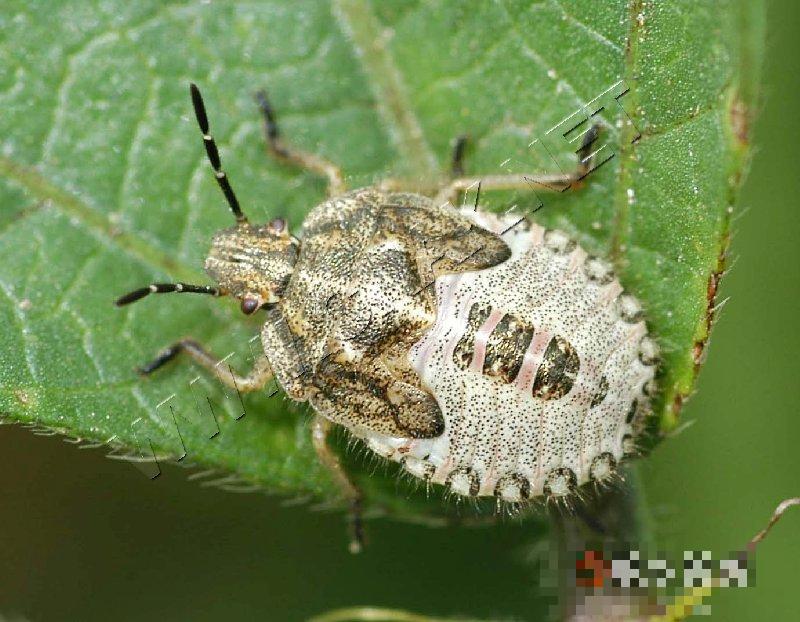 斑须蝽