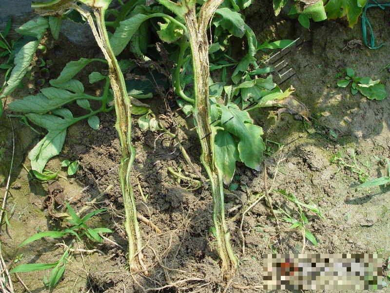 番茄细菌性髓部坏死病