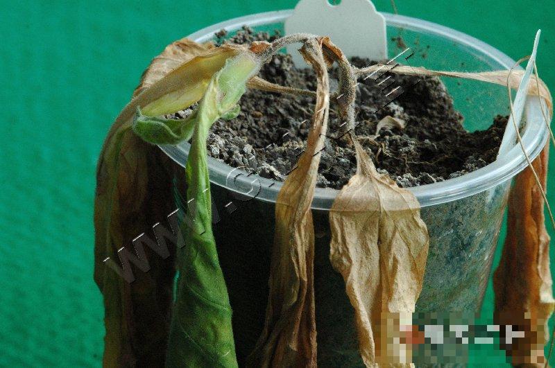 烟草青枯病