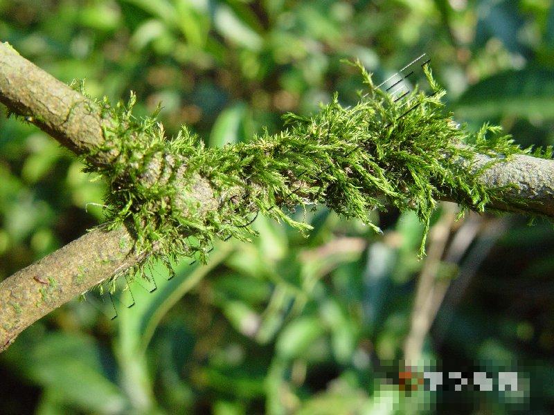 茶树苔藓、地衣
