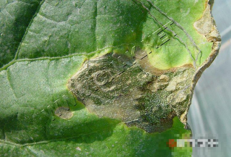 黄瓜细菌性缘枯病