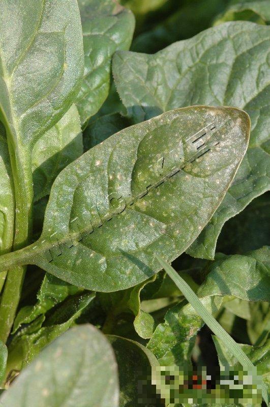 菠菜斑点病