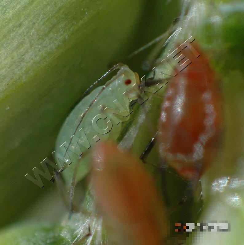 麦长管蚜