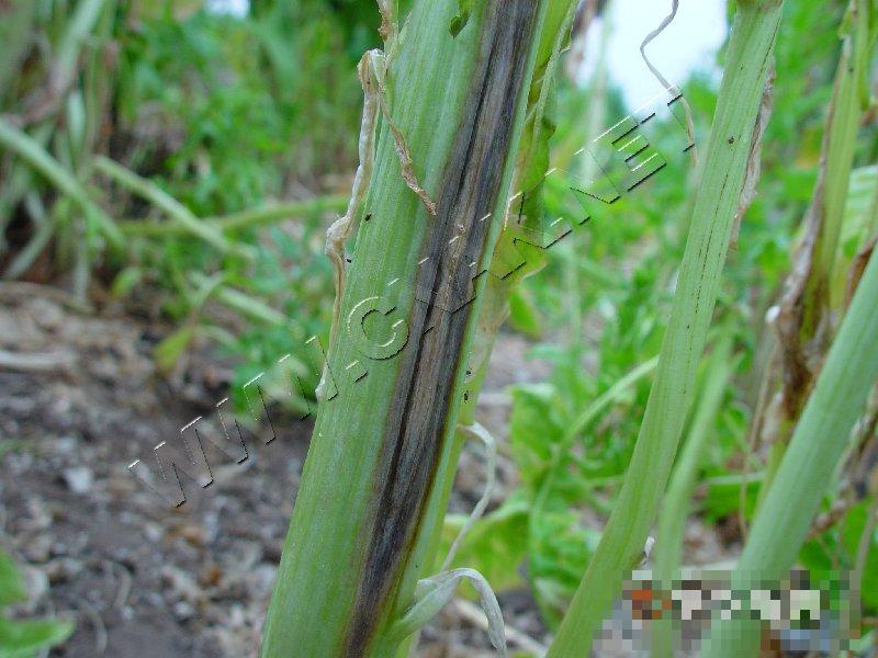 菠菜茎枯病
