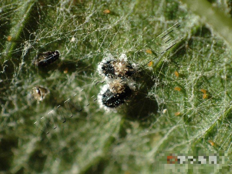 黑刺粉虱