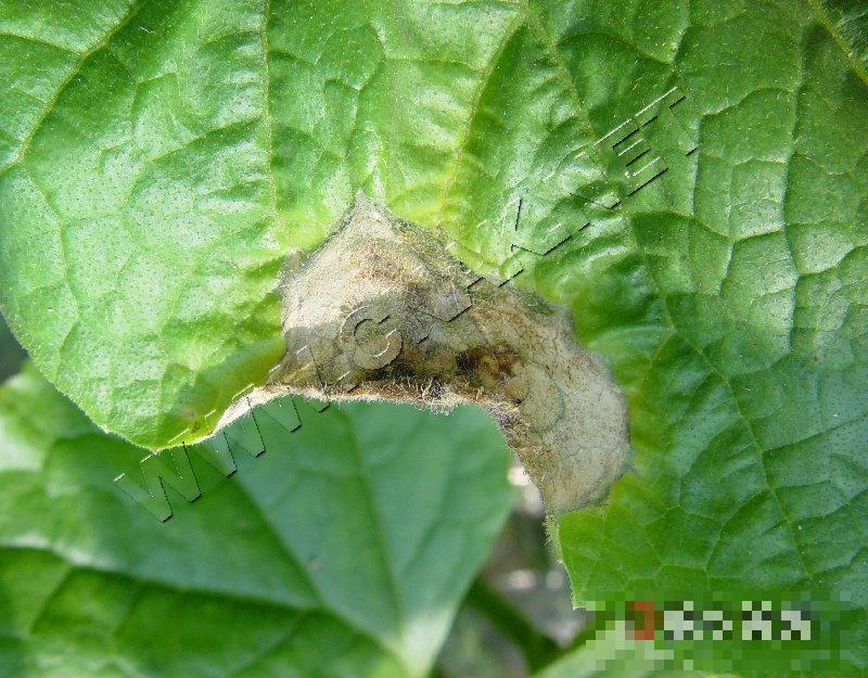 黄瓜灰霉病