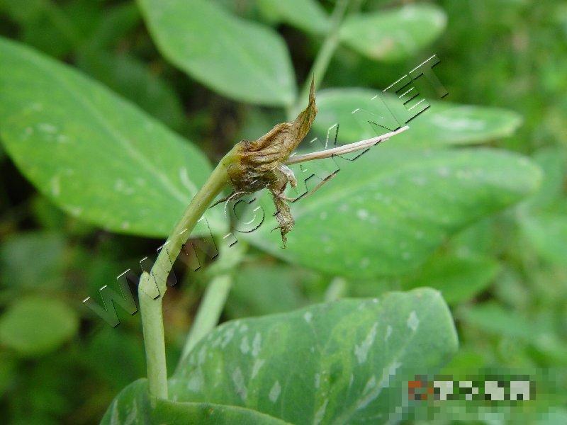 豌豆芽枯病