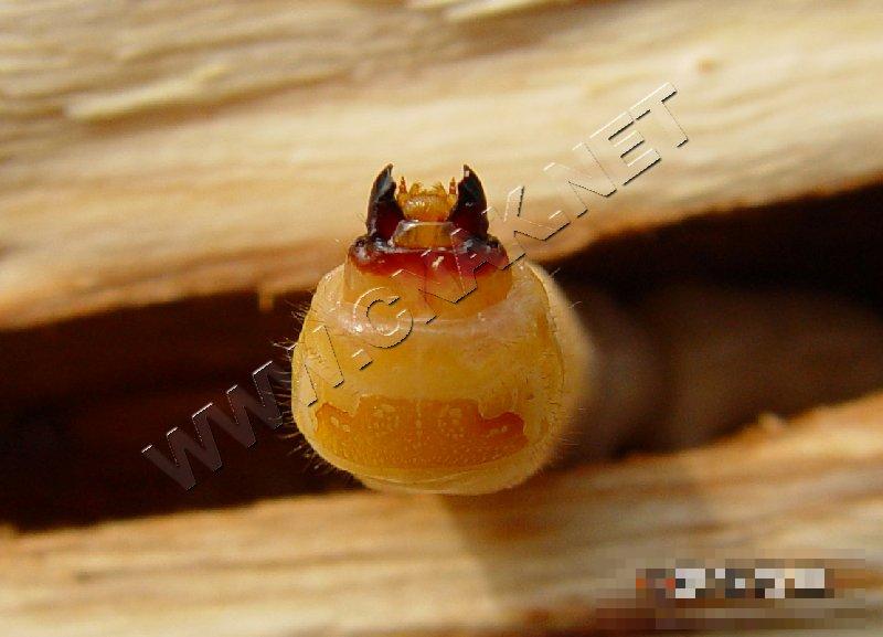 星天牛