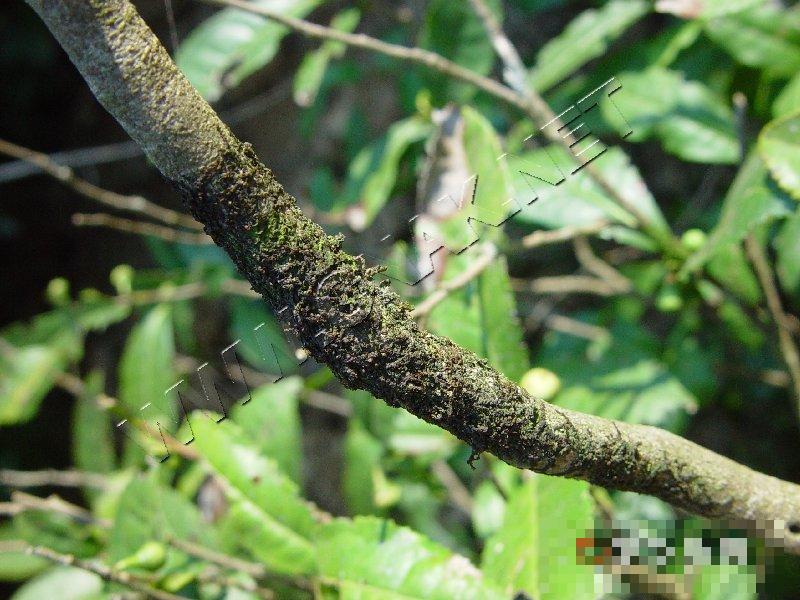 茶树苔藓、地衣