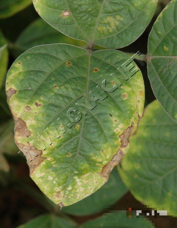 大豆细菌性斑疹病