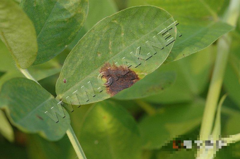 花生网斑病