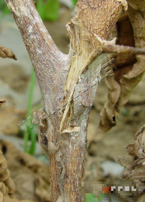 茄子菌核病