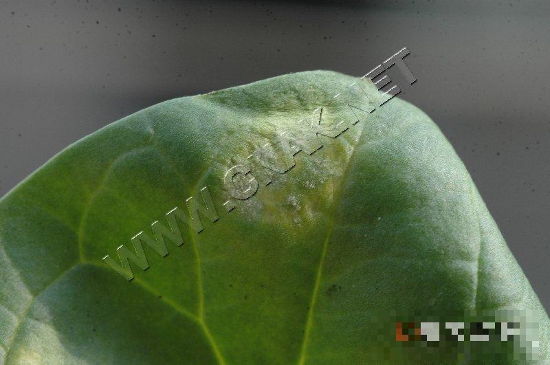 菠菜霜霉病
