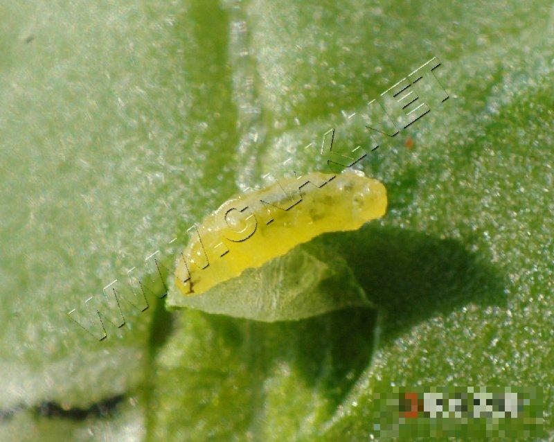 美洲斑潜蝇