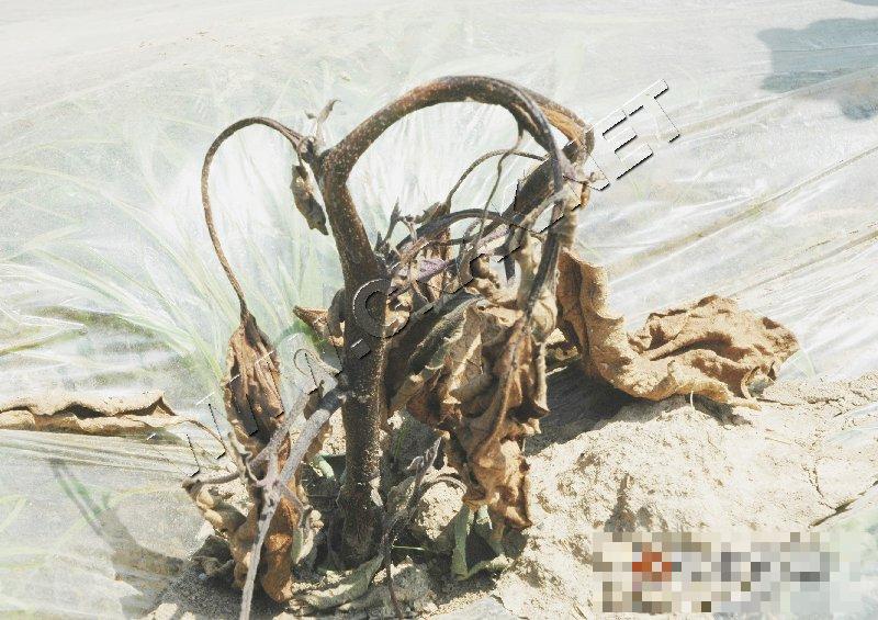 茄子根腐病